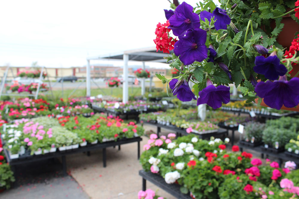 chantilly garden center annuals