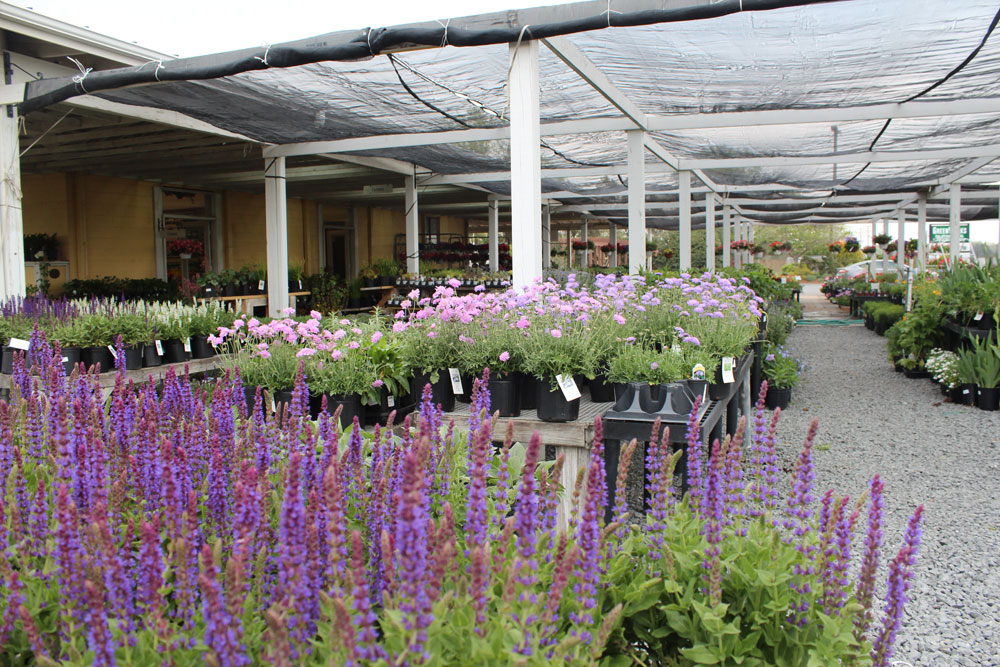 perennials chantilly garden center