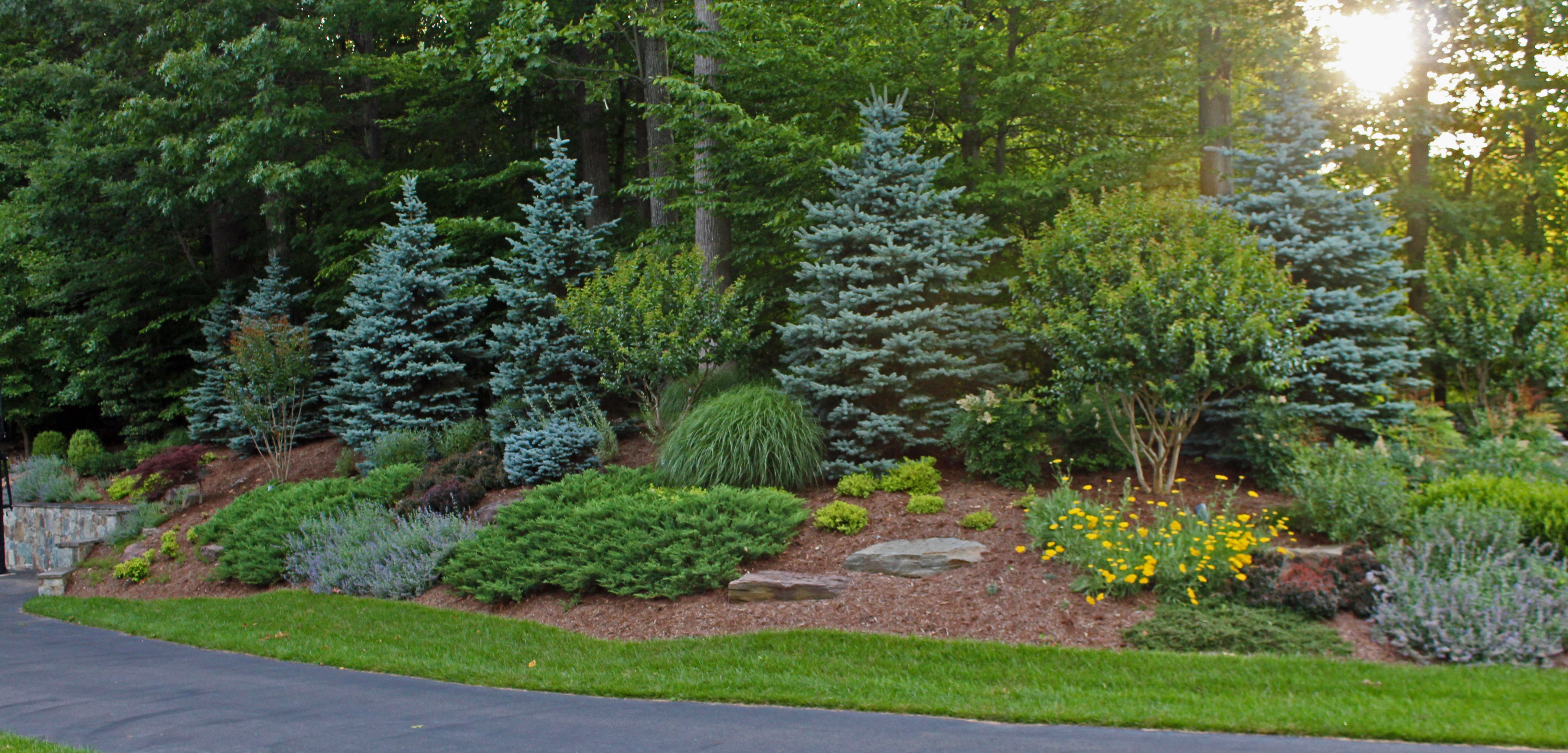 chantilly evergreen planting design